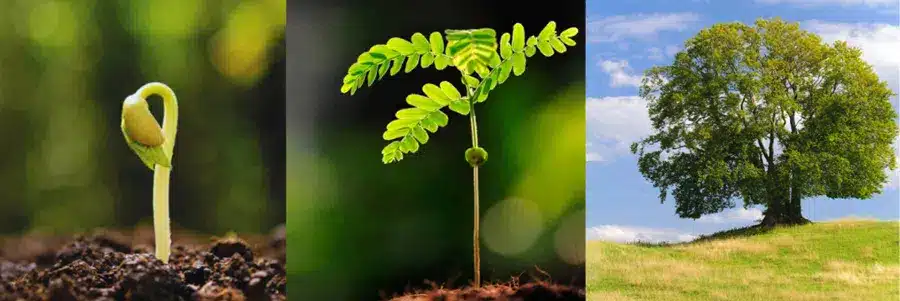 Étapes de croissance d’un arbre, de la graine à l’arbre adulte