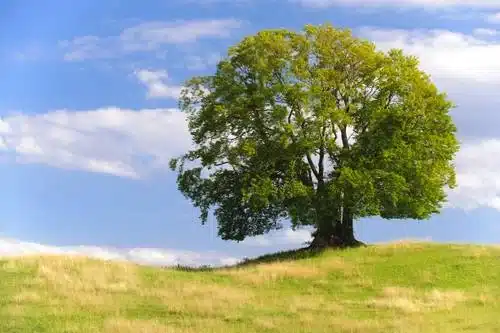 grand-arbre