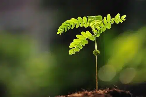 petite-plante