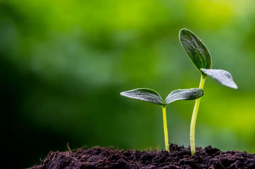 Petites plantes avec un sol enrichi en compost